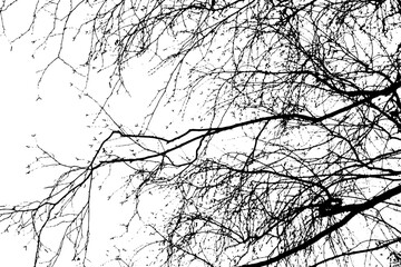 Tree branch silhouette on transparent background