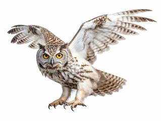 フクロウ　白背景　AI生成画像　ジェネレーティブAI