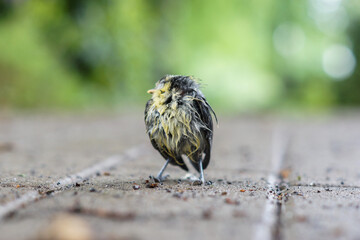 Vogel