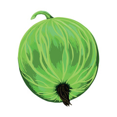 Agrest - zielony owoc. Słodki owoc agrestu. Ilustracja, rysunek wektorowy. Zielone owoce z ogrodu. Pyszny i zdrowy agrest, źródło witamin.