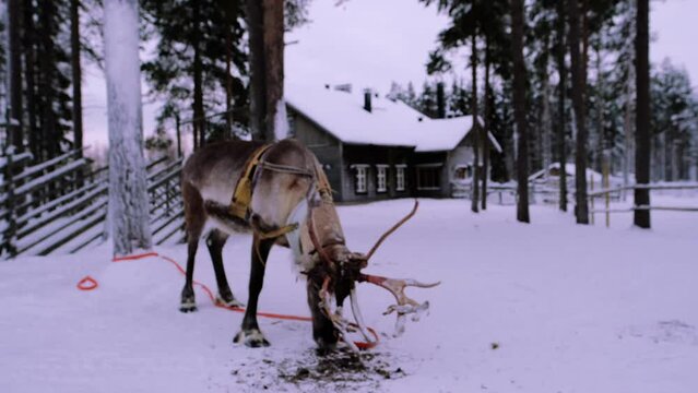 male beautiful domesticated finnish tundra deer, Rangifer tarandus with luxurious branched horns, animal gently takes food with its lips, freight transport, traditionally Lapland tourism