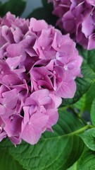 꽃송이 클로즈업
