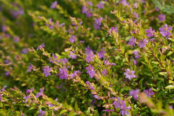 flowers in the field