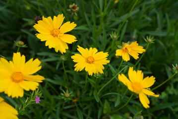 yellow dandelion flowers