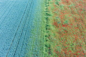 Bird's-eye view of a poppy field next to a grain field in Rheinhessen/Germany near Flonsheim