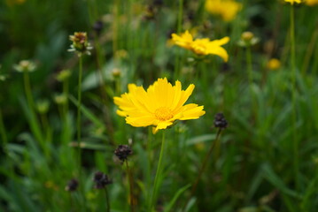 bee on yellow flower