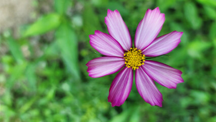 들판의 코스모스 클로즈업