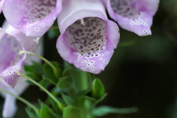 Blume