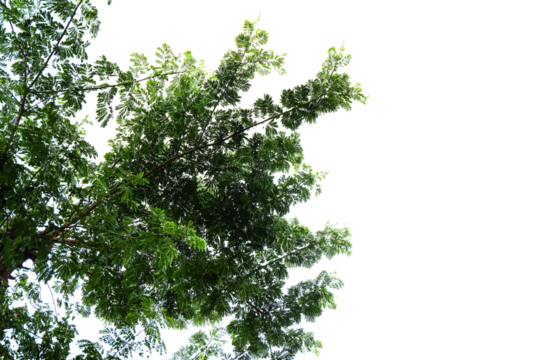 leaves plant isolated on white