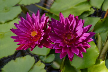 fuchsia colored exotic water lilies in the pond in the rain forest    