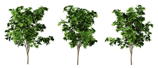 Green liquidambar formosana trees on transparent background, outdoor plants, maple tree, 3d render illustration.