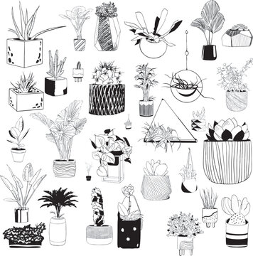 A set of indoor plants in flowerpots and hanging in a black outline for business cards, books, booklets, illustrations, postcards, invitations