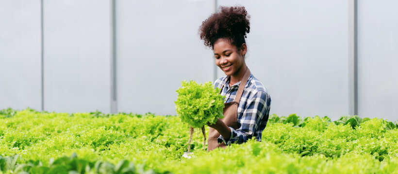 Agribusiness farmer and hydroponic farming concept, African woman inspecting quantity and quality of salad vegetable before harvesting salad hydroponic vegetable in greenhouse farm - Powered by Adobe