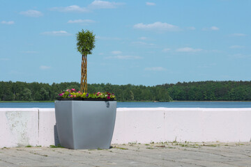 Large flower pot with a tree on the waterfront.