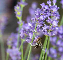 Hoverfly Syrphidae on lavender