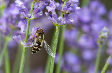 Hoverfly Syrphidae on lavender flower