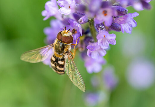 Hoverfly Syrphidae on a flower
