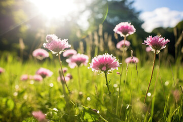 Obraz na płótnie Canvas Green flat field with pink flowers in sunlight