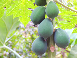 papaya on a tree