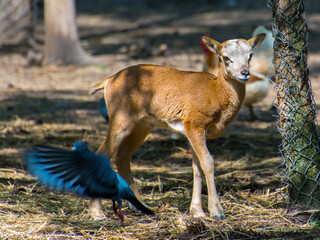 Lamb of an European musimon in a forest