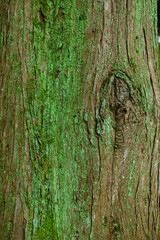 Obraz premium 樹皮 ~bark of a tree~