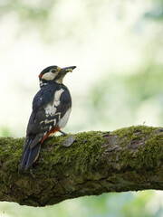 Obraz premium Woodpecker sitting on branch with worms
