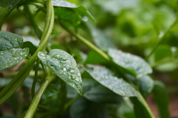 Water Drops on Green Plant Leaves Basella Spinach