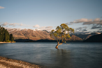 Beautiful tree inside the Lake Wanaka, taken during sunrise. Long Exposure. Travel concept, New...