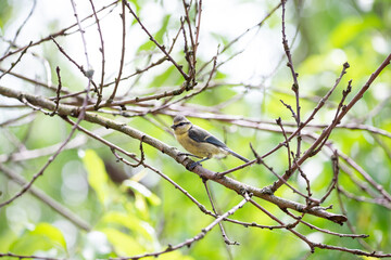 A blue tit (Cyanistes caeruleus) sitting on a branch