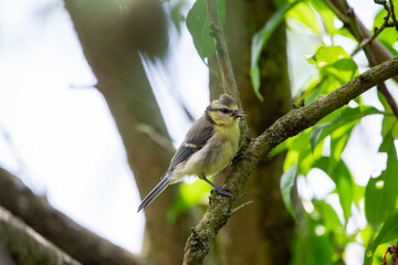 A blue tit (Cyanistes caeruleus) sitting on a branch