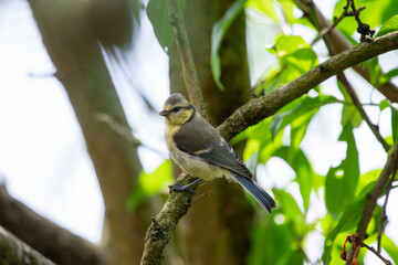 A blue tit (Cyanistes caeruleus) sitting on a branch