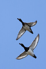 Tufted Duck