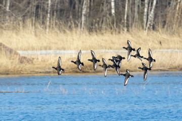 Tufted Duck