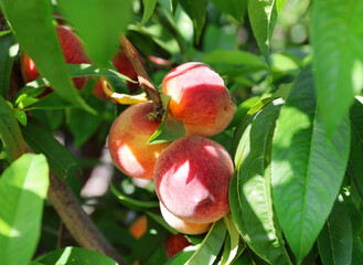 peaches on tree