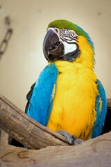 Portrait of a blue yellow macaw parrot 