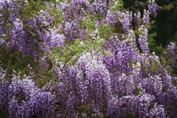 Obraz premium Purple flowers tree. Wisteria violet blossoms on a vintage house in Italy. Natural home decoration with wisteria flowers. Big wisteria tree