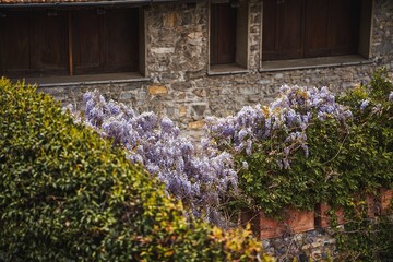 Blooming violet Wisteria Sinensis.  Purple-flowered trees in Italy. Blue Chinese wisteria is a species of flowering plant in the pea and Fabaceae family.