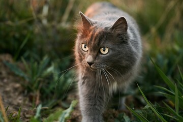 stray cat outdoors in nature. cat in the green grass. summer evening in the garden with a pet