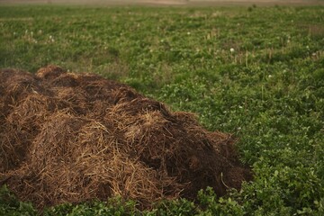 Steaming Pile of Organic Manure for Bioproducts. Nutrient-Rich Resource for Plants