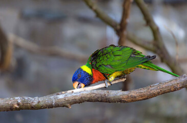 colorful small parrot 