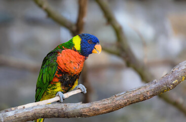 colorful small parrot 