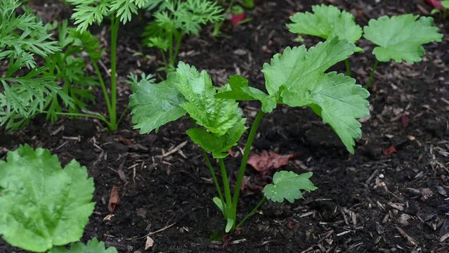 Young parsnip seedling 