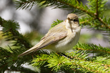 Common Chiffchaff