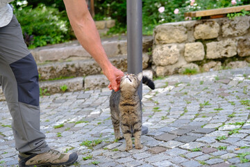 man affectionately strokes young cat of tabby color, concept of survival of maintenance of four-legged pets, abandoned animals in city, sterilization and treatment of cats, pet shelters