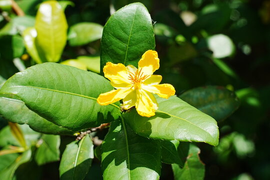 Ochna integerrima, commonly known as the Vietnamese Mickey Mouse plant, Hoa Mai, or simply Ochna, is a flowering plant species native to Vietnam and other parts of Southeast Asia.|桂叶黄梅|金蓮木