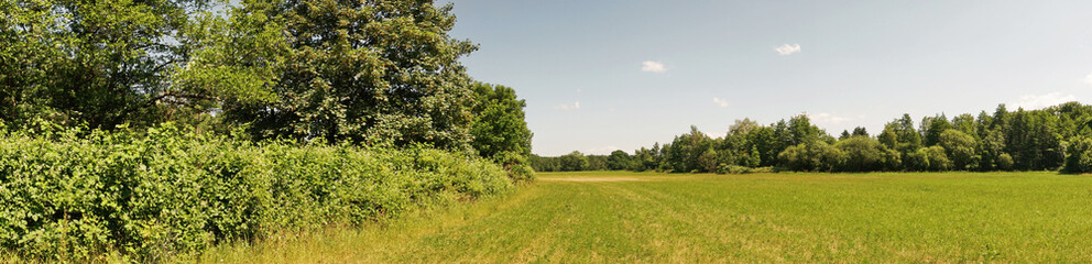 Wilde Brombeeren Brombeersträucher in der Blüte - Panorama auf dem Feld