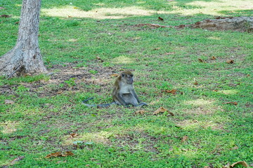 Monkey in the grass