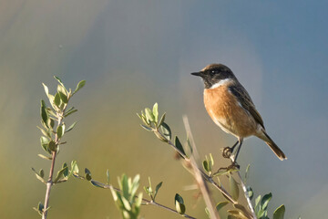 The european stonechat on the branch