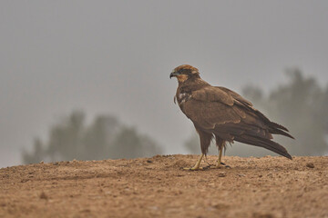 western marsh harrier in the fog