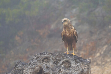 western marsh harrier in the mist